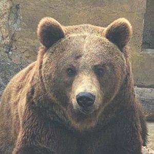Photo with Betty bear cub