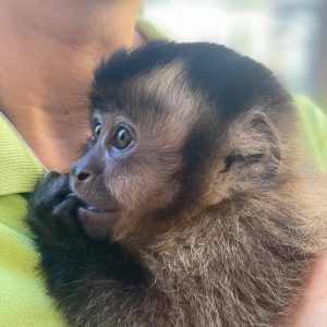Photo with capuchin monkey