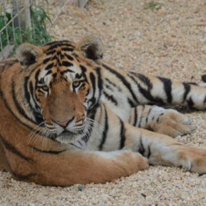 Photo with adult tiger